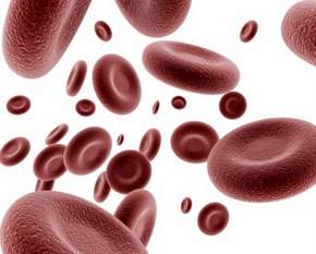 Red blood cells Red blood cells