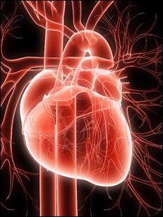 3D figure of the heart 3D figure of the heart