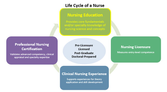 life-cycle-of-nurse-nursing-education-graphic.jpg