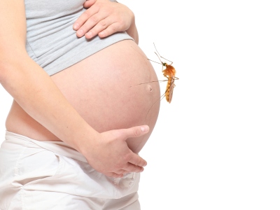 Woman's pregnant belly with a mosquito on it Woman's pregnant belly with a mosquito on it